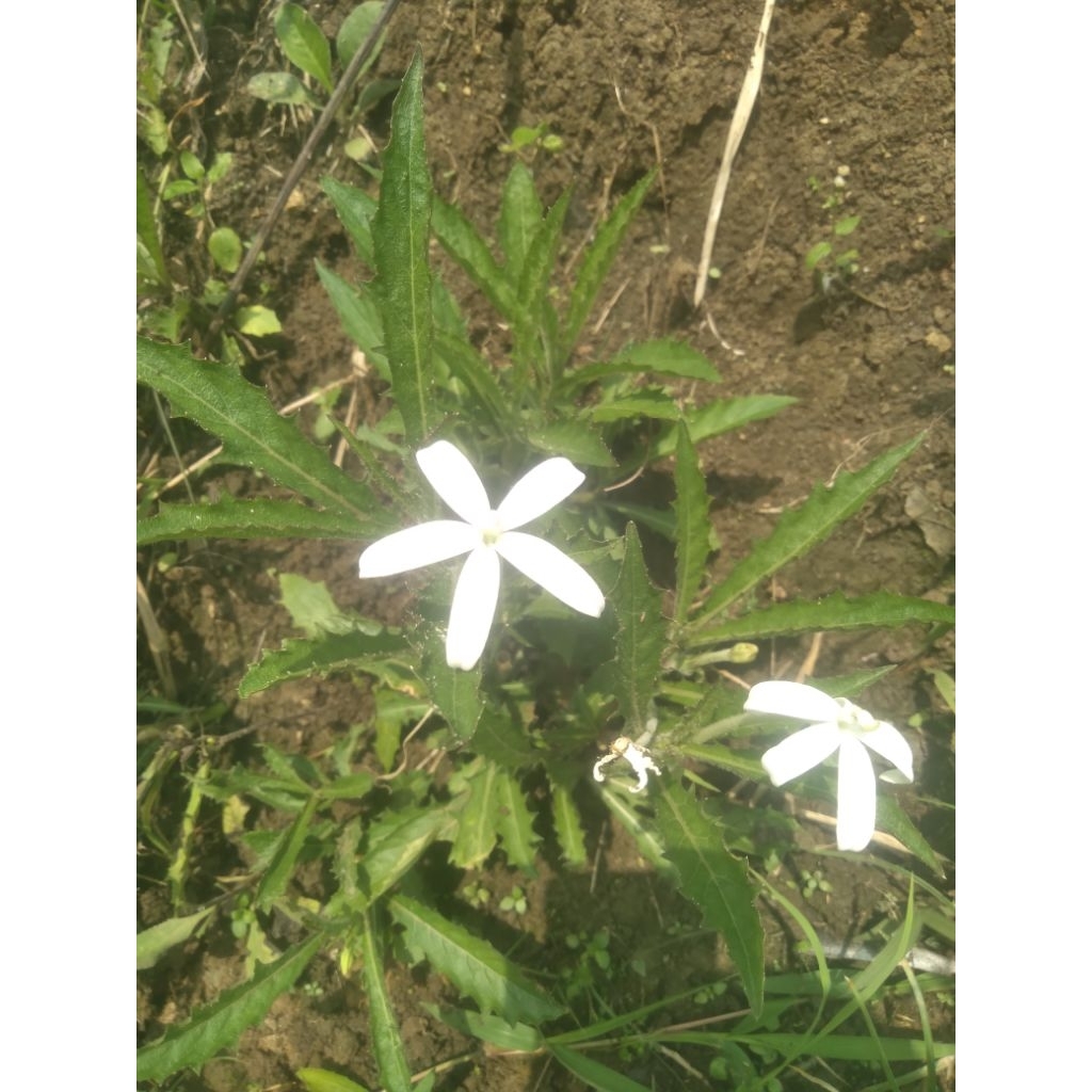 

Daun kitolod segar pul batang