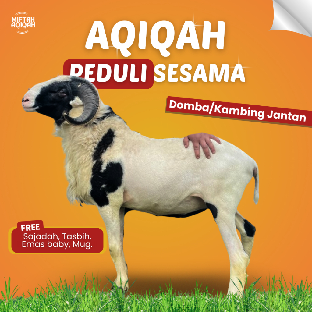 Miftah Aqiqah - DOMBA/KAMBING AQIQAH JANTAN/BETINA