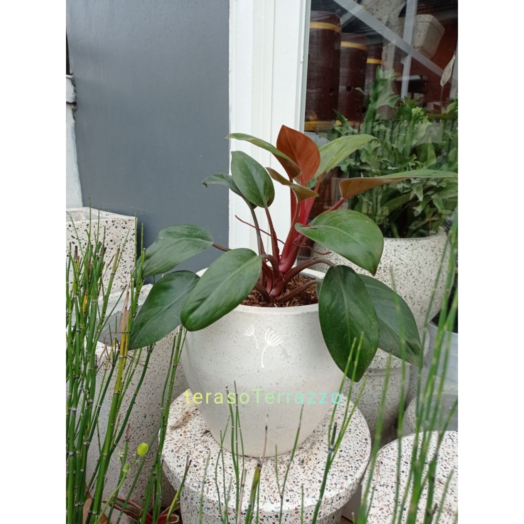 Pot Endog Kecil Teraso Terazzo D25cm