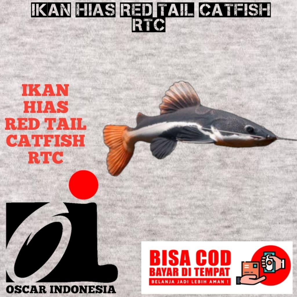 kebutuhan aquarium red tail cat fish RTC size 6-7-8cm