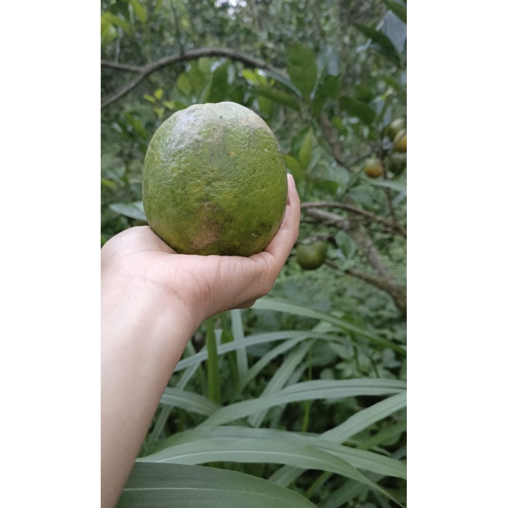 

Termurah]Jeruk Peras Jeruk Iris Jeruk gula Manis Seger Jeruk Lokal