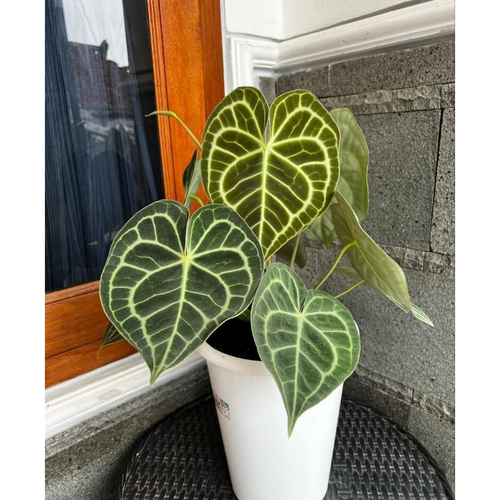 promo tanaman hias antorium Clarynervium/ tarantula king pagoda