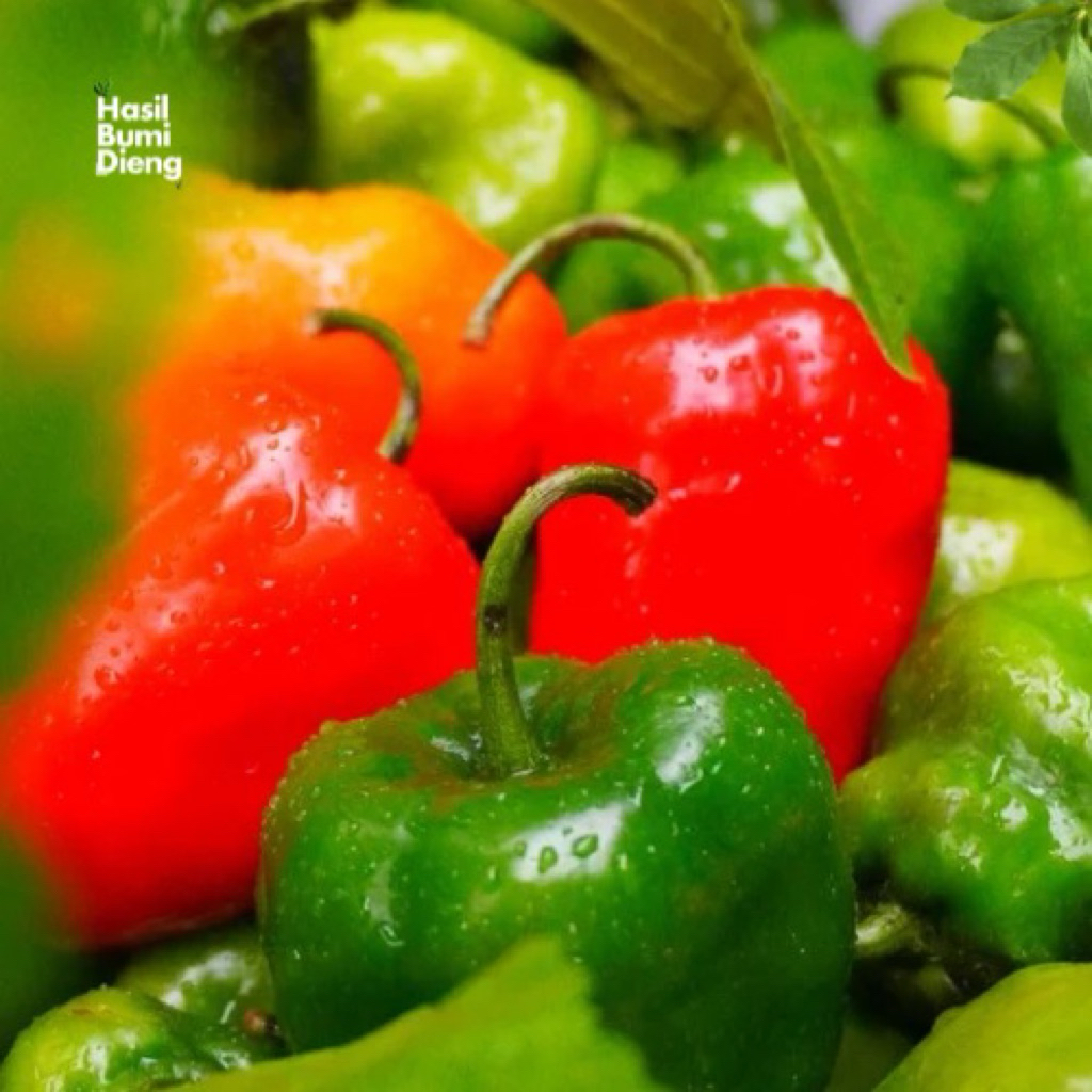 

Cabai gendot dieng FRESH/SEGAR campur