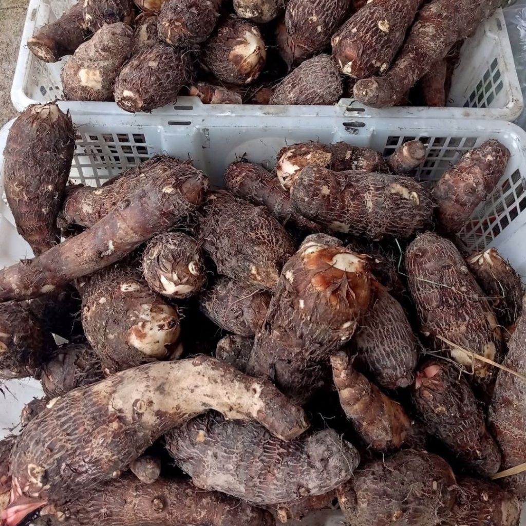 

(1 Kg) Talas / umbi Tales / entik asli lezat dan GARANSI