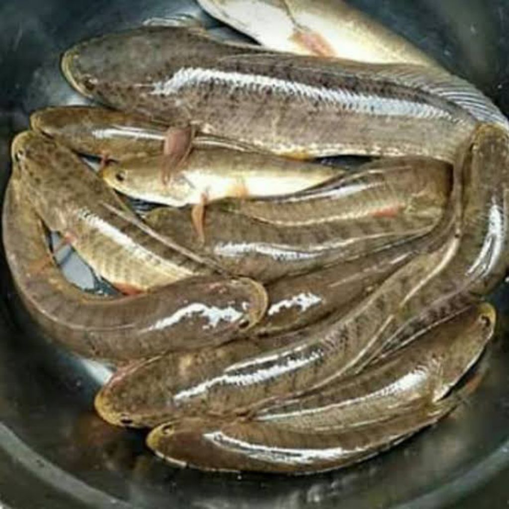 

ikan gabus berat kotor 500 gram