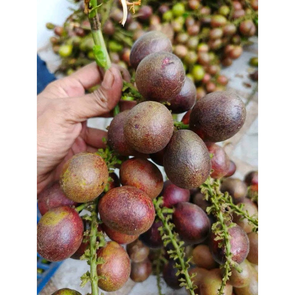 

2kg buah matoa manis daging tebal