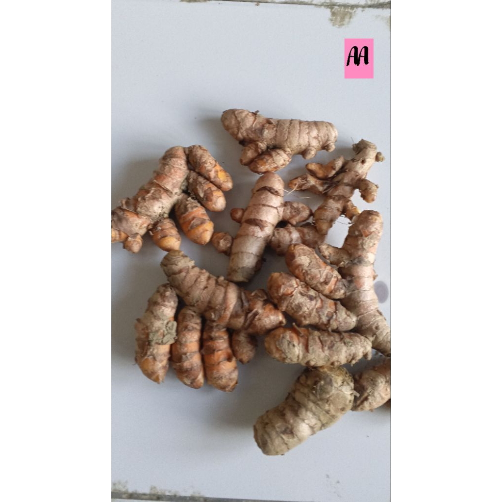 

kunyit koneng kunir segar per kilo