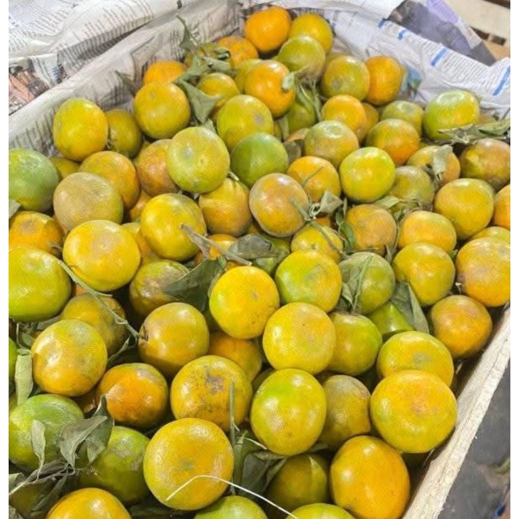 

jeruk madu malang kemas 1 kg