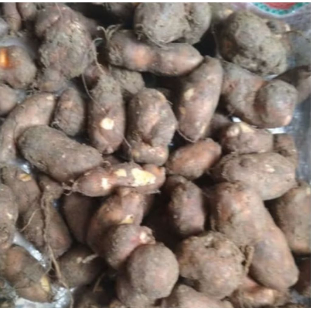 

kentang hitam 1kg / kentang musiman