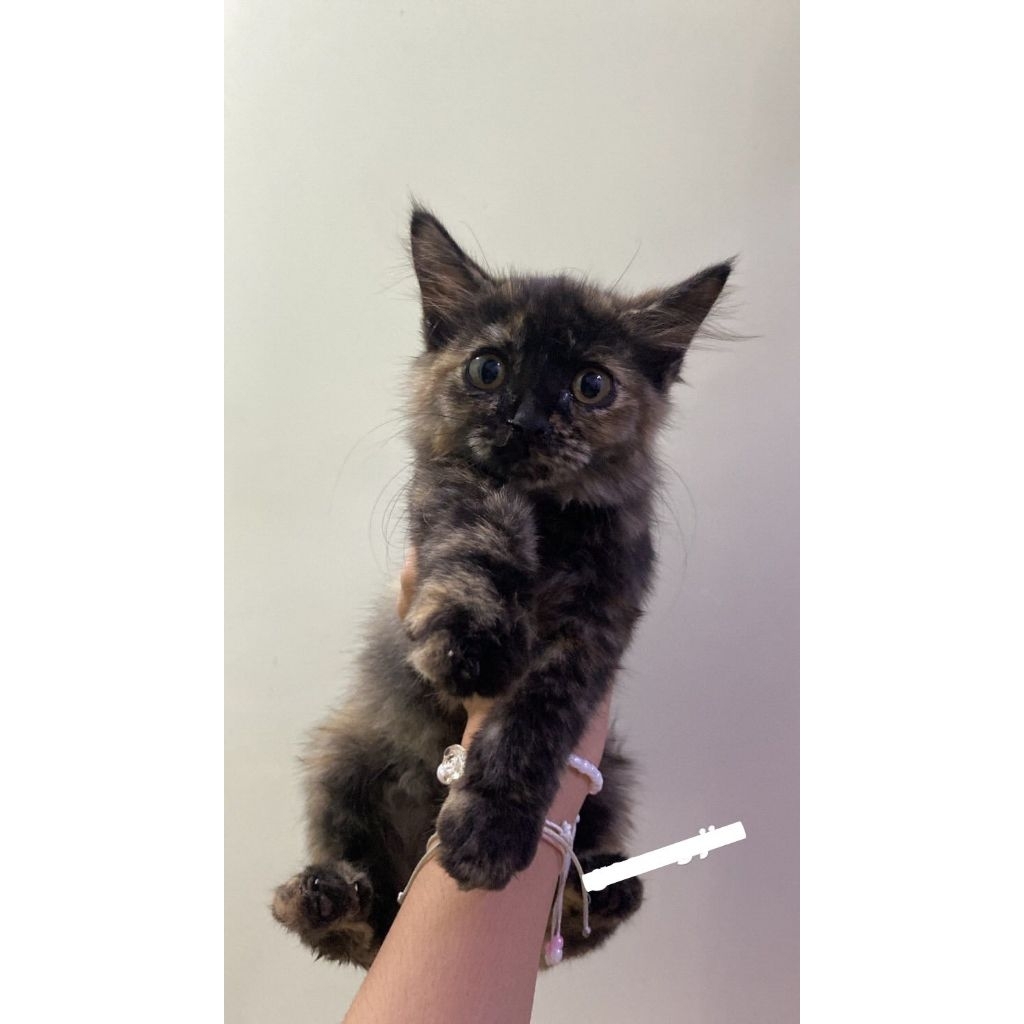 Kucing Kitten Persia Mix umur 2 Bulan