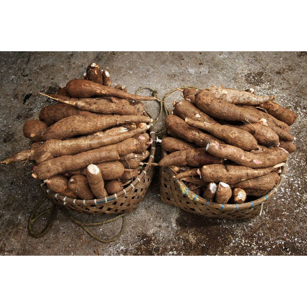 

Singkong segar fresh 1 kg langsung dari kebun