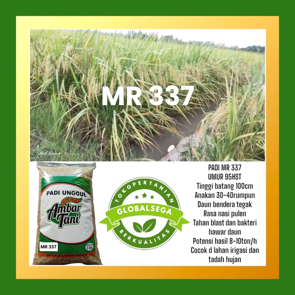 BENIH PADI MR 337  5KG ORIGINAL