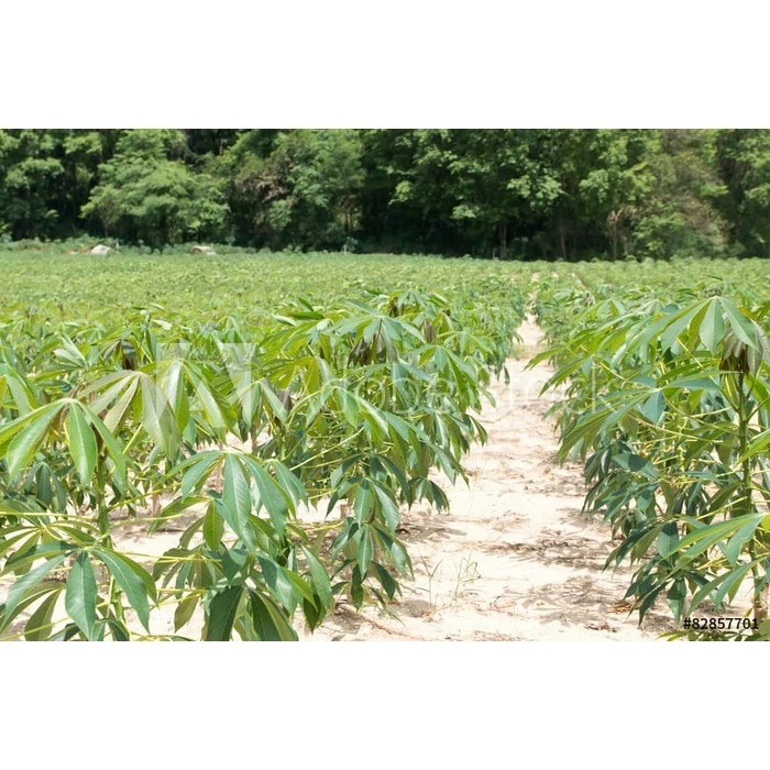 

Promo!!! 10 Steak Batang Singkong /Bibit Singkong Mentega/Bibit Batang Singkong Mentega