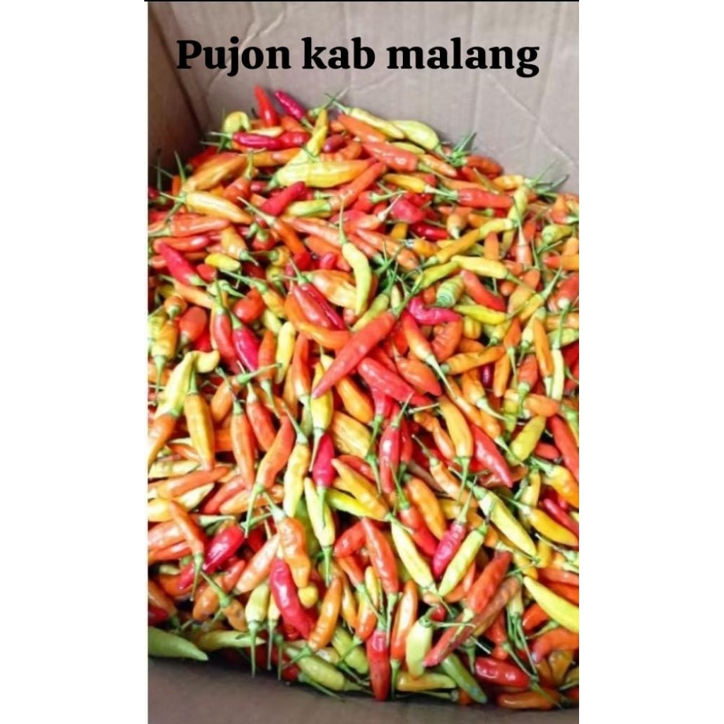 

cabai rawit 250 gram cabai murah