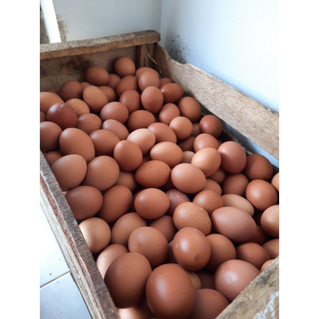 

TELUR AYAM NEGERI PER KILO 1KG 2KG ECER SERANG INSTANT