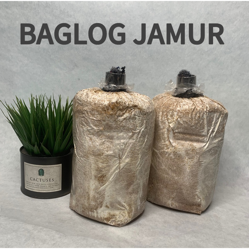 

Paket 2 Baglog Jamur Tiram Super Grade A Premium | Ukuran Besar
