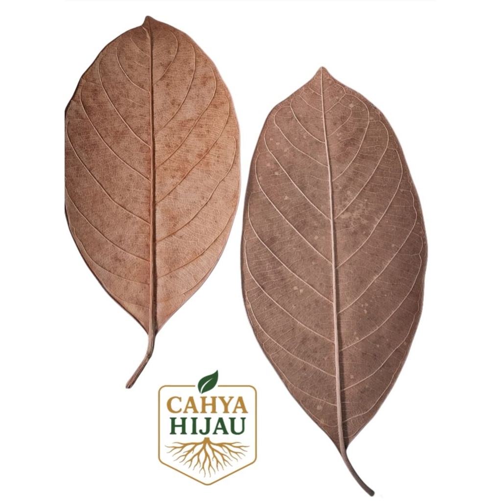 

Daun Nangka kering buat kerajinan 50 Lembar