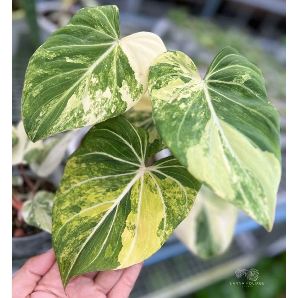 Philodendron Gloriosum Tricolor (Philo Glorios Varigata tricolor 3/4daun)