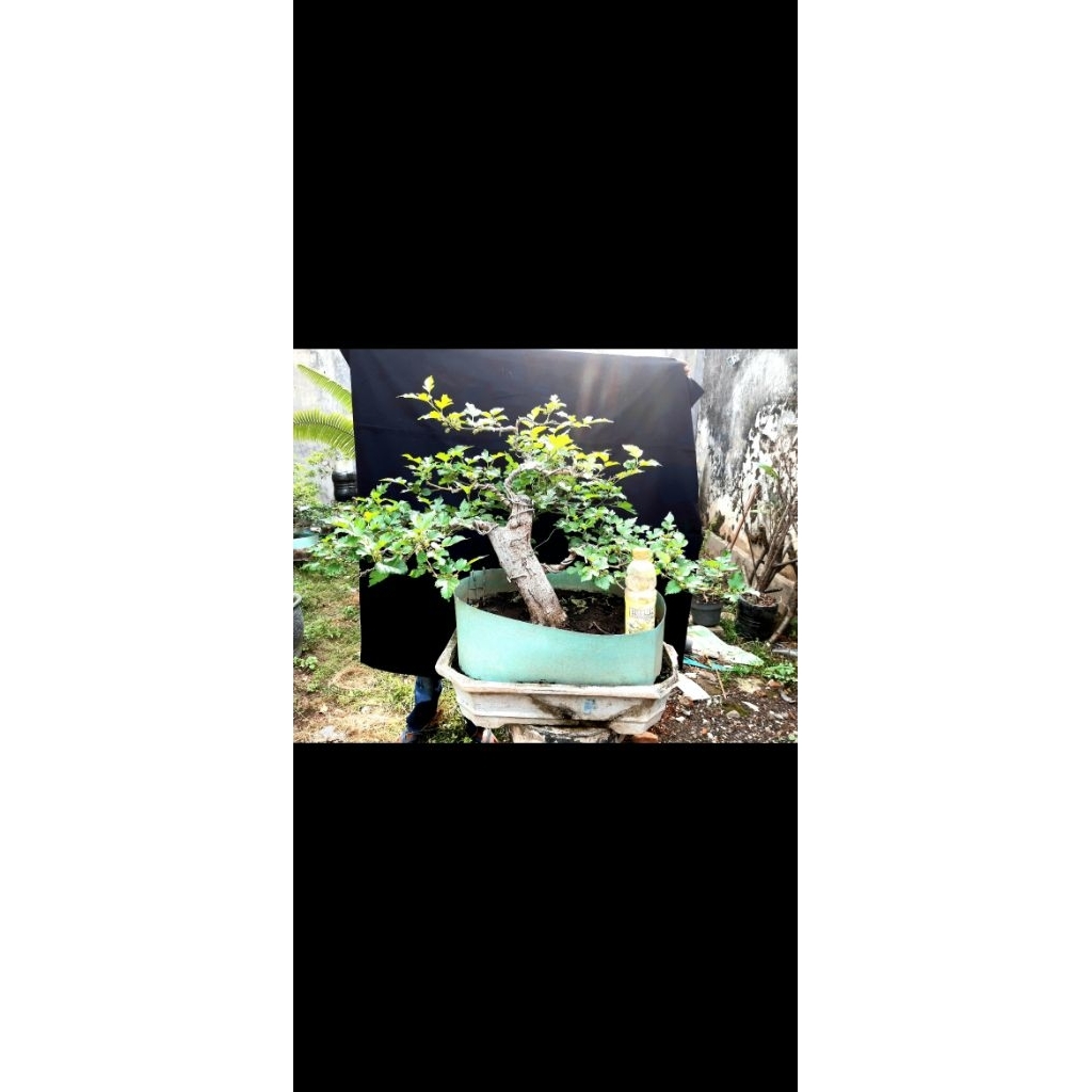 

bonsai murbei buah lebat