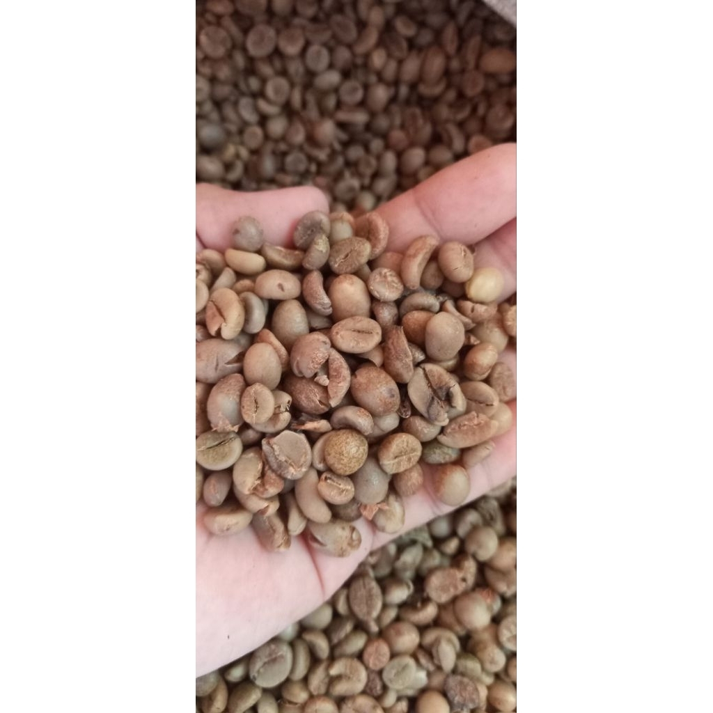

Kopi robusta
