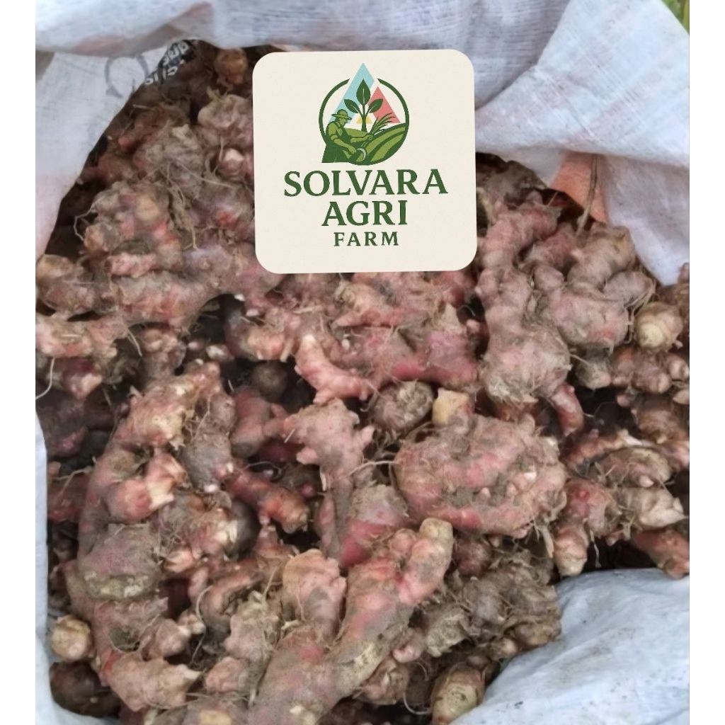 

JAHE MERAH Super Fresh Cuci Bersih Kemasan 250gram/500gram/1Kg