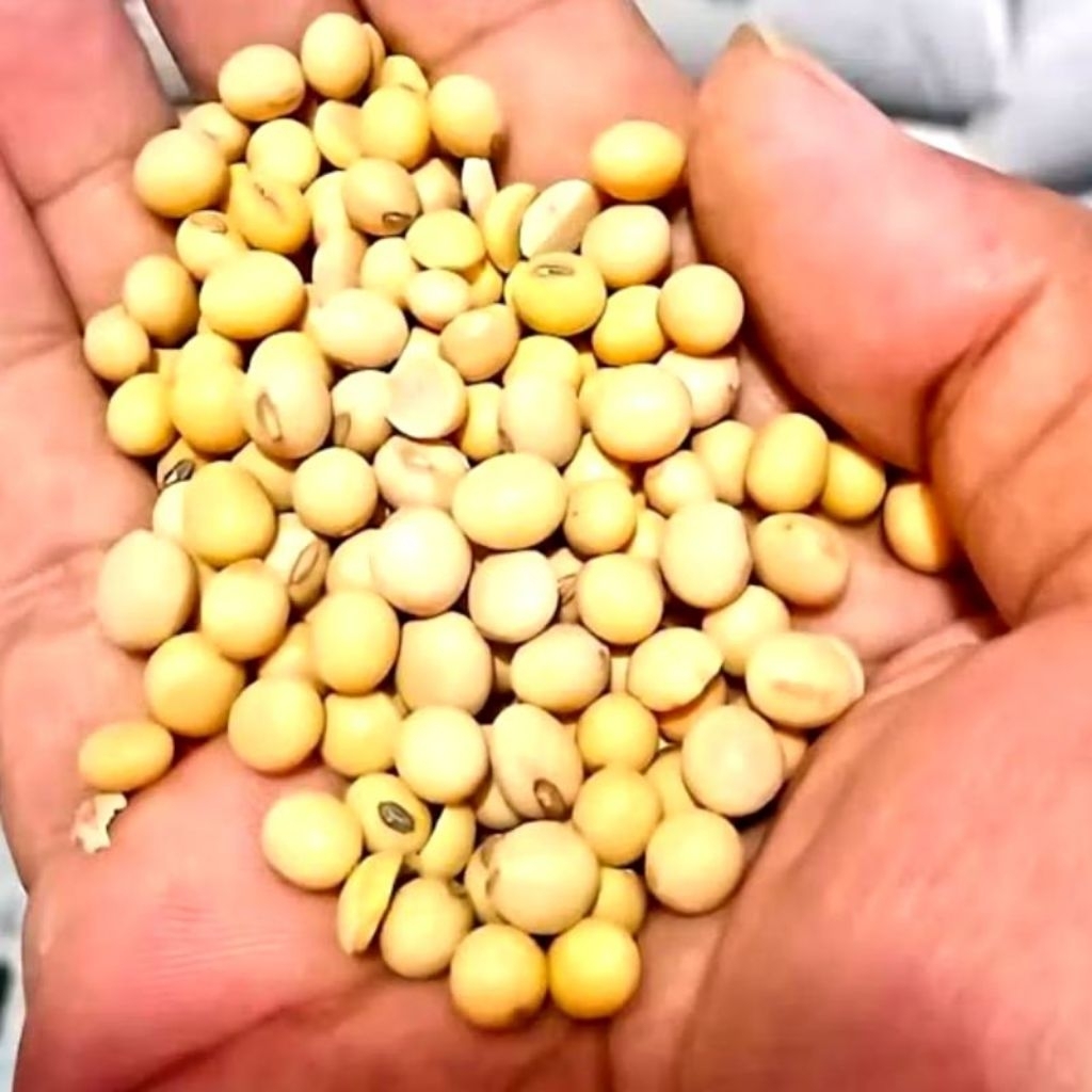 

kacang kedelai super 1/2 kg dan 1 kg