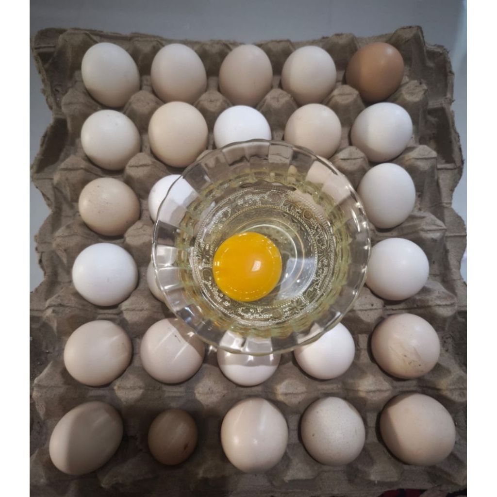 

Telur Ayam kampung Asli