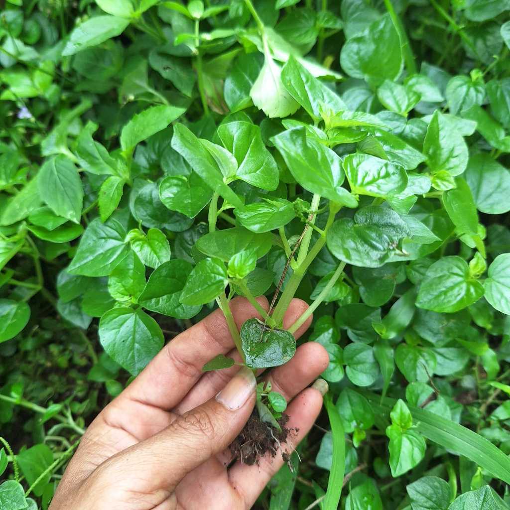 

SIDO HASIL - 200gram Sirih Cina/Ketumpang Air Segar