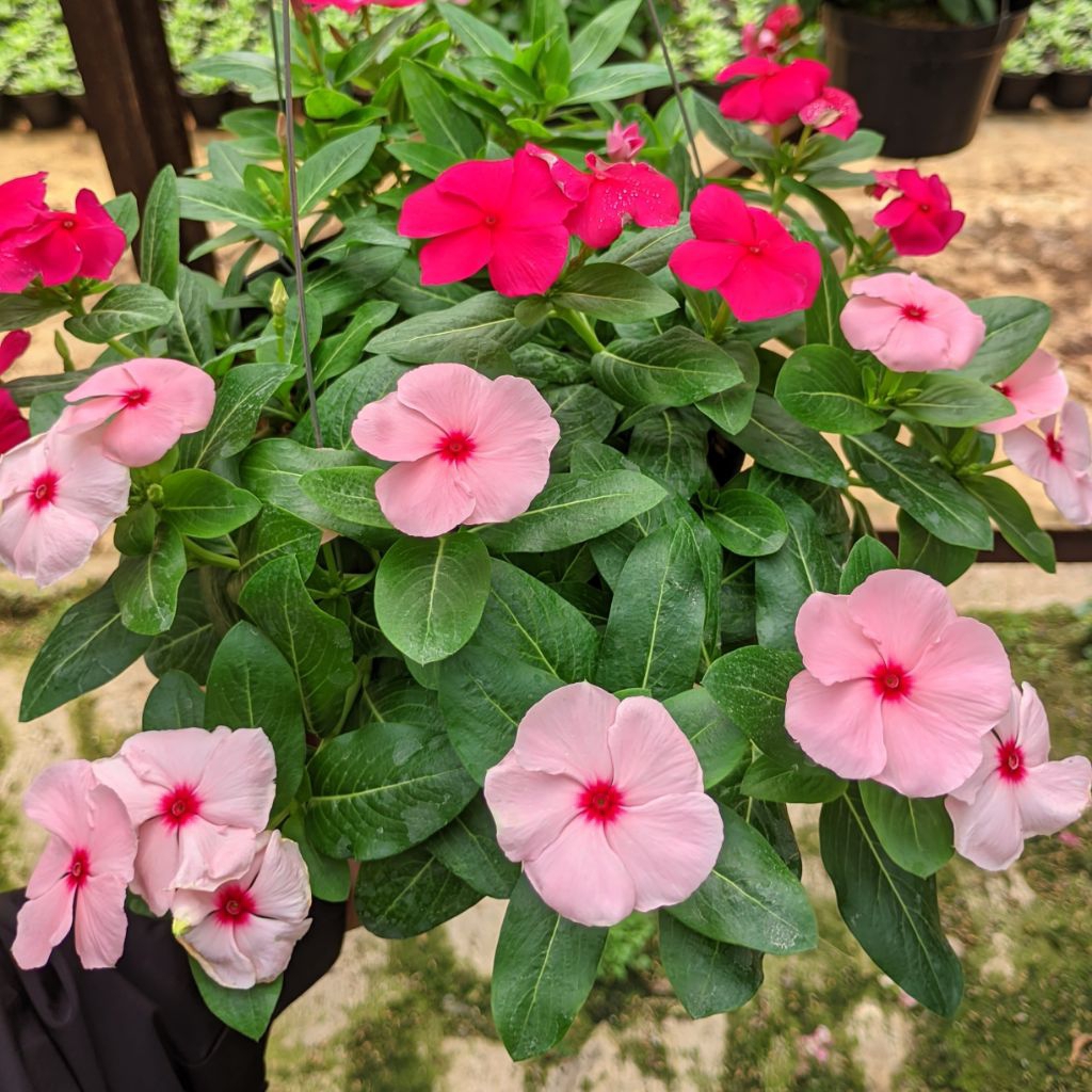 Tanaman Hias Hidup Vinca Gantung Kualitas F1 Tapak Dara Juntai Bunga Tahan Panas & Mudah Dirawat