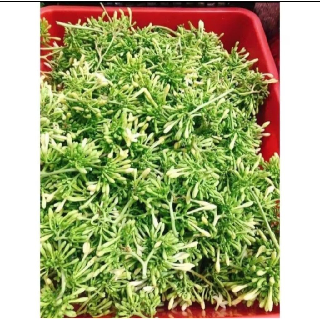 

Bunga Pepaya Fresh/Kembang Pepaya Fresh