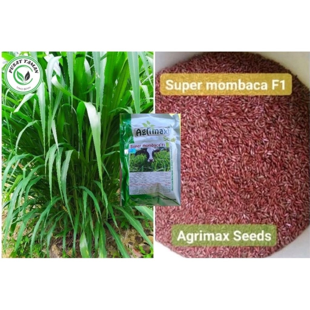 Benih Super Mombaca F1 1kg Urban Farming Mombasa