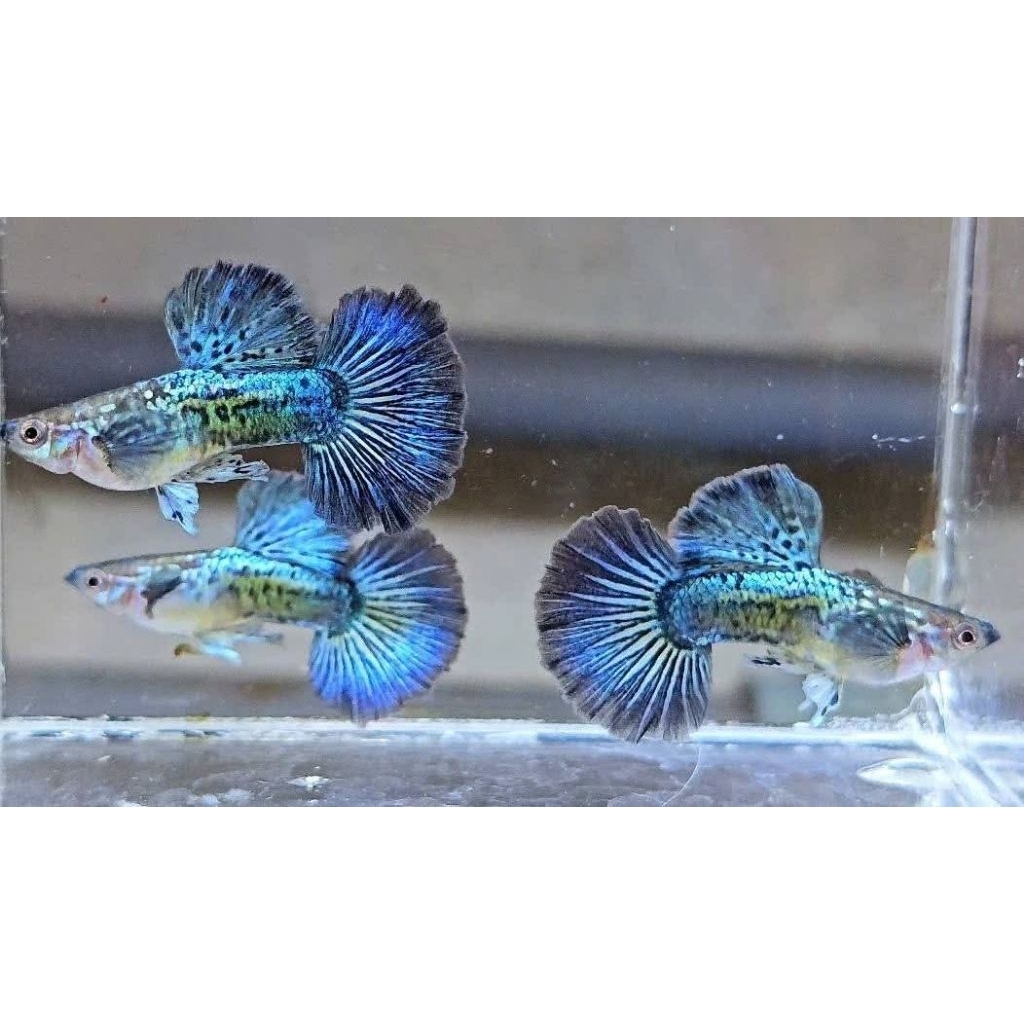 

stiker unik Guppy Platinum Blue dragon