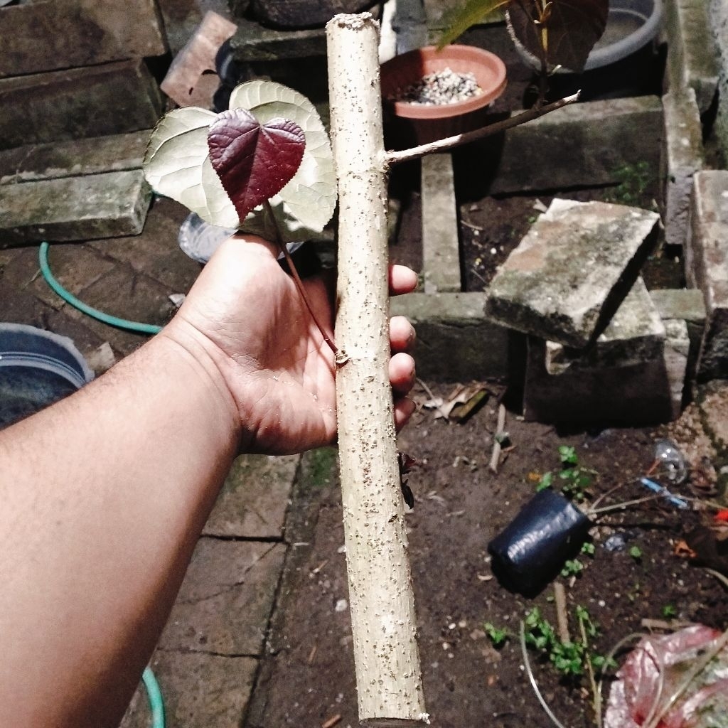 waru merah super red stek batang bibit bonsai