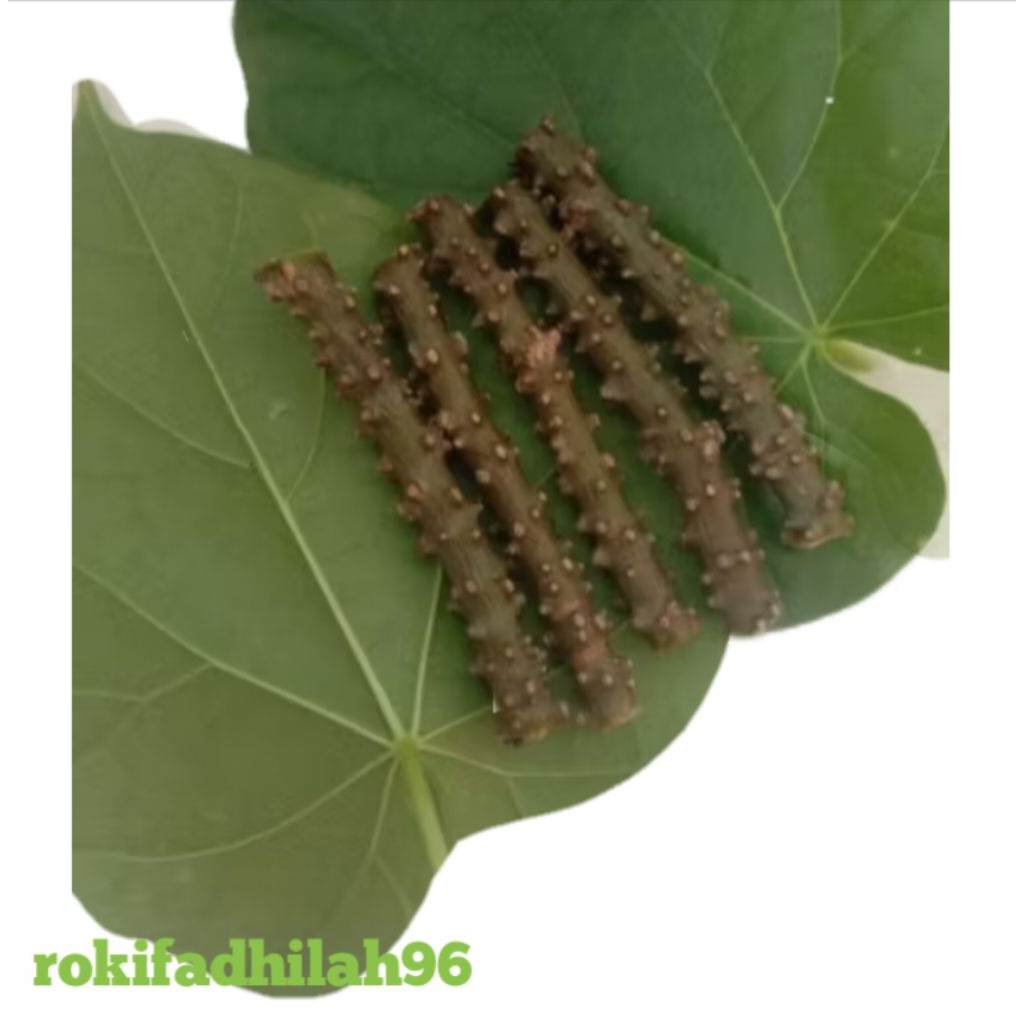 

Batang Brotowali segar