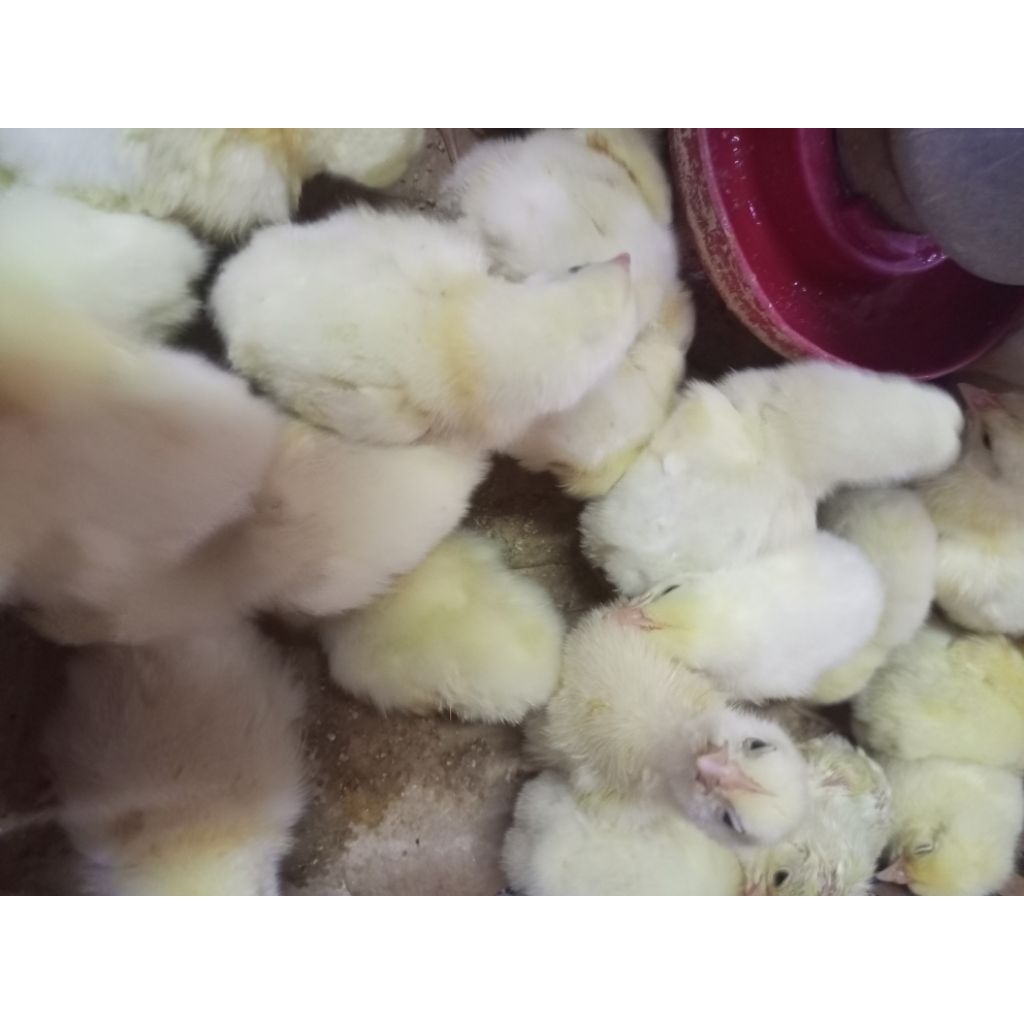 

Broiler - Bibit Ayam Broiler Potong - Ayam Potong Broiler