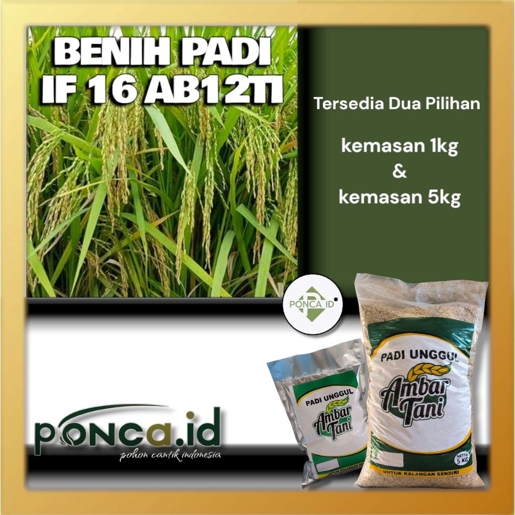 benih padi IF 16 AB12TI bibit padi unggul tersedia 2 pilihan kemasan