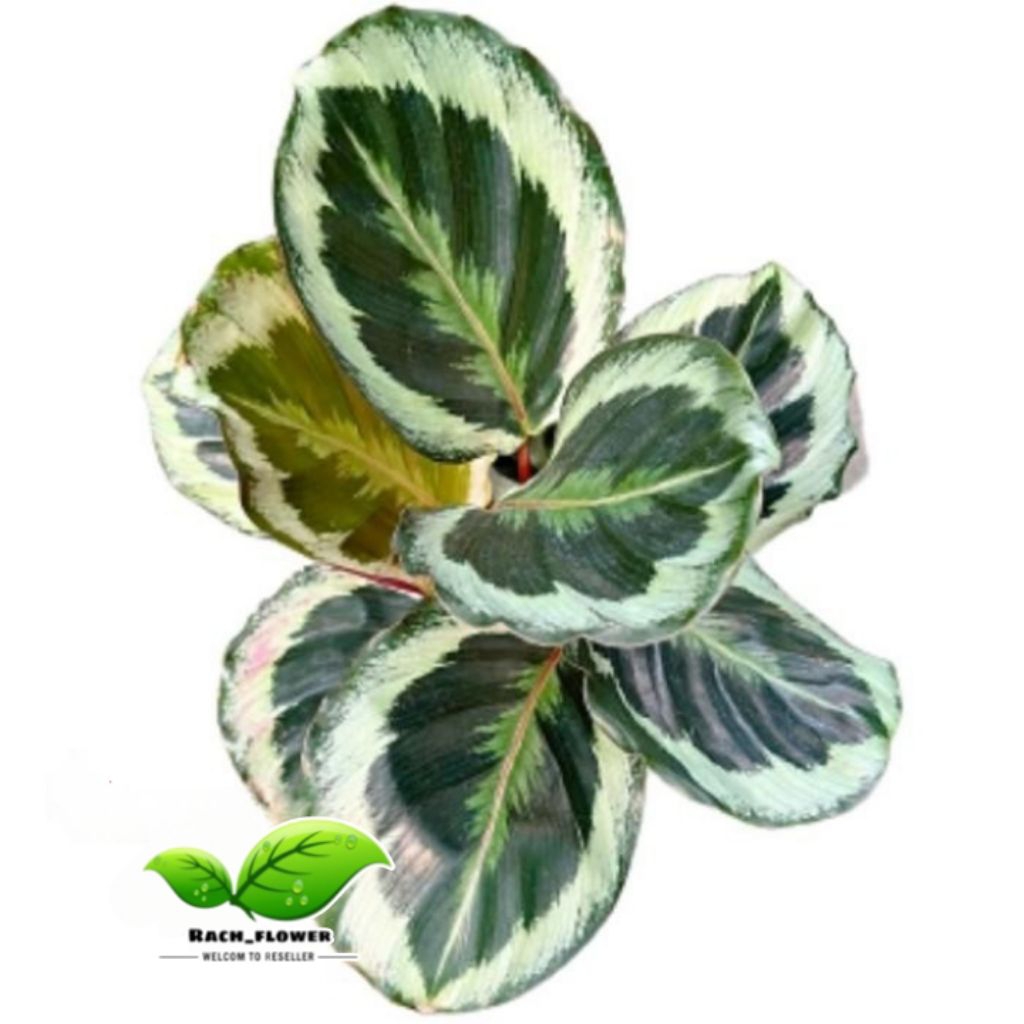 Calathea marion - tanaman hias pot calathea shinestar - tanaman calathea marion