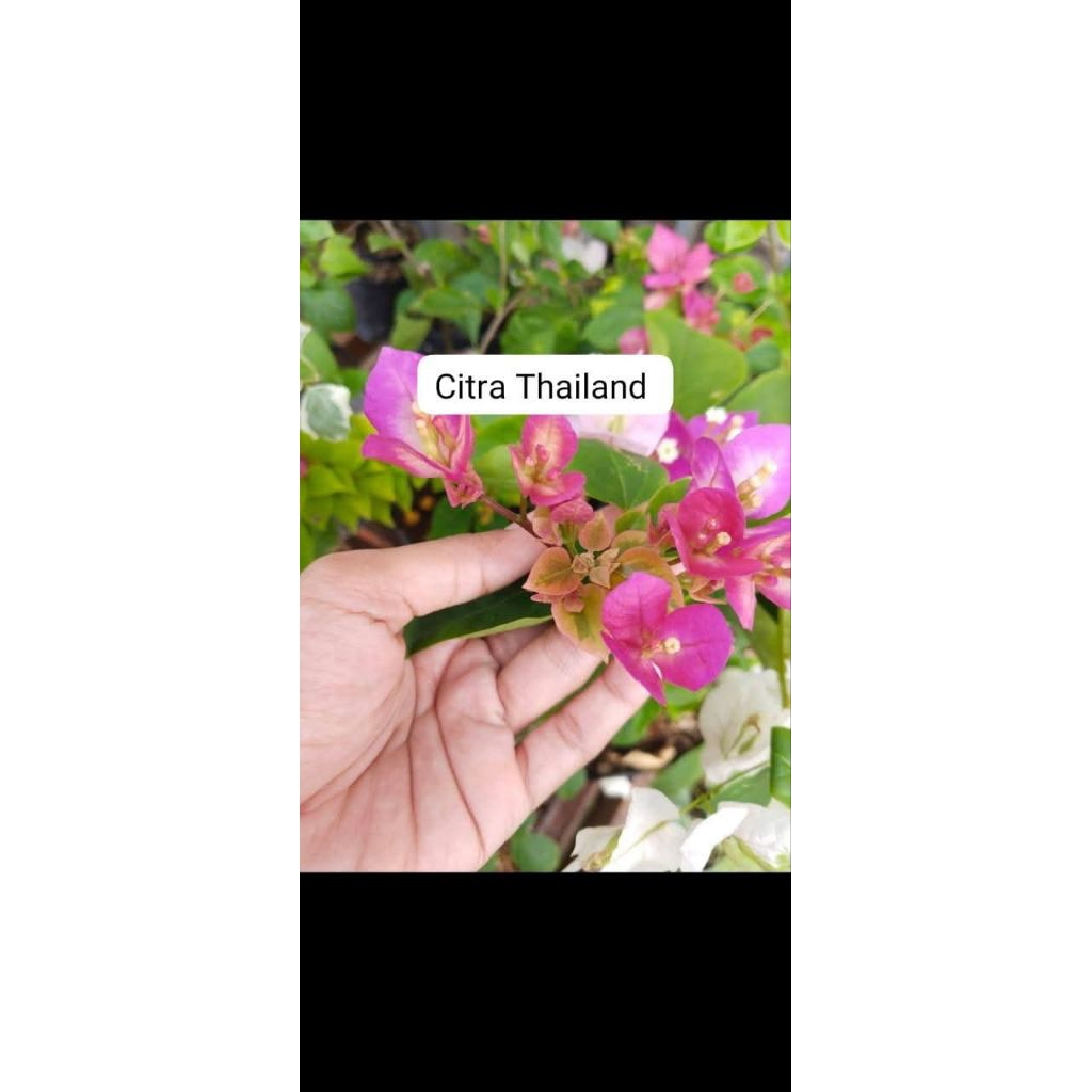 Bibit Bougenville Import Citra Thailand