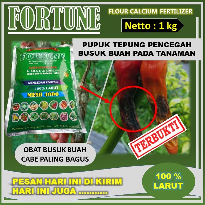 Fortune 1Kg Obat Busuk Buah Cabe Ampuh Pupuk Tepung Pencegah Busuk Buah Cabe Anti Rontok Plus Dapat 