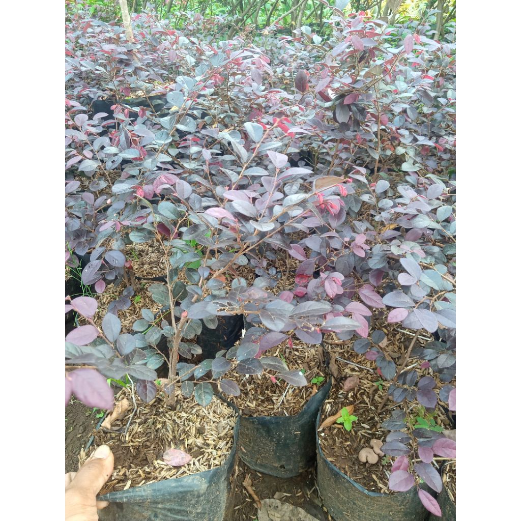 bibit serut merah bahan bonsai Pitaloka