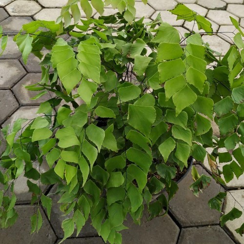 Tanaman Hias suplir - Suplis mix - Tanaman pakis - Suplir - Suplir daun besar - suplir daun kriting