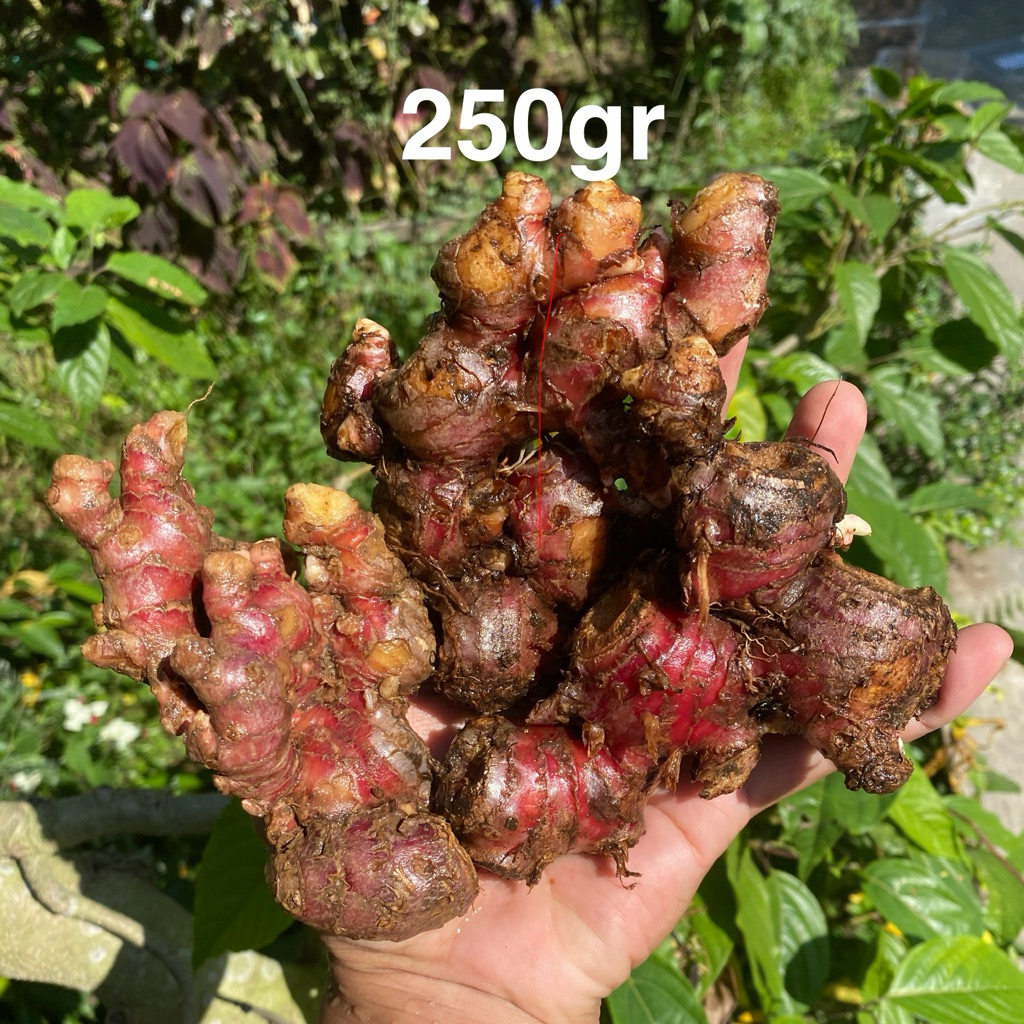 

Jahe Merah 250gr Bersih Segar