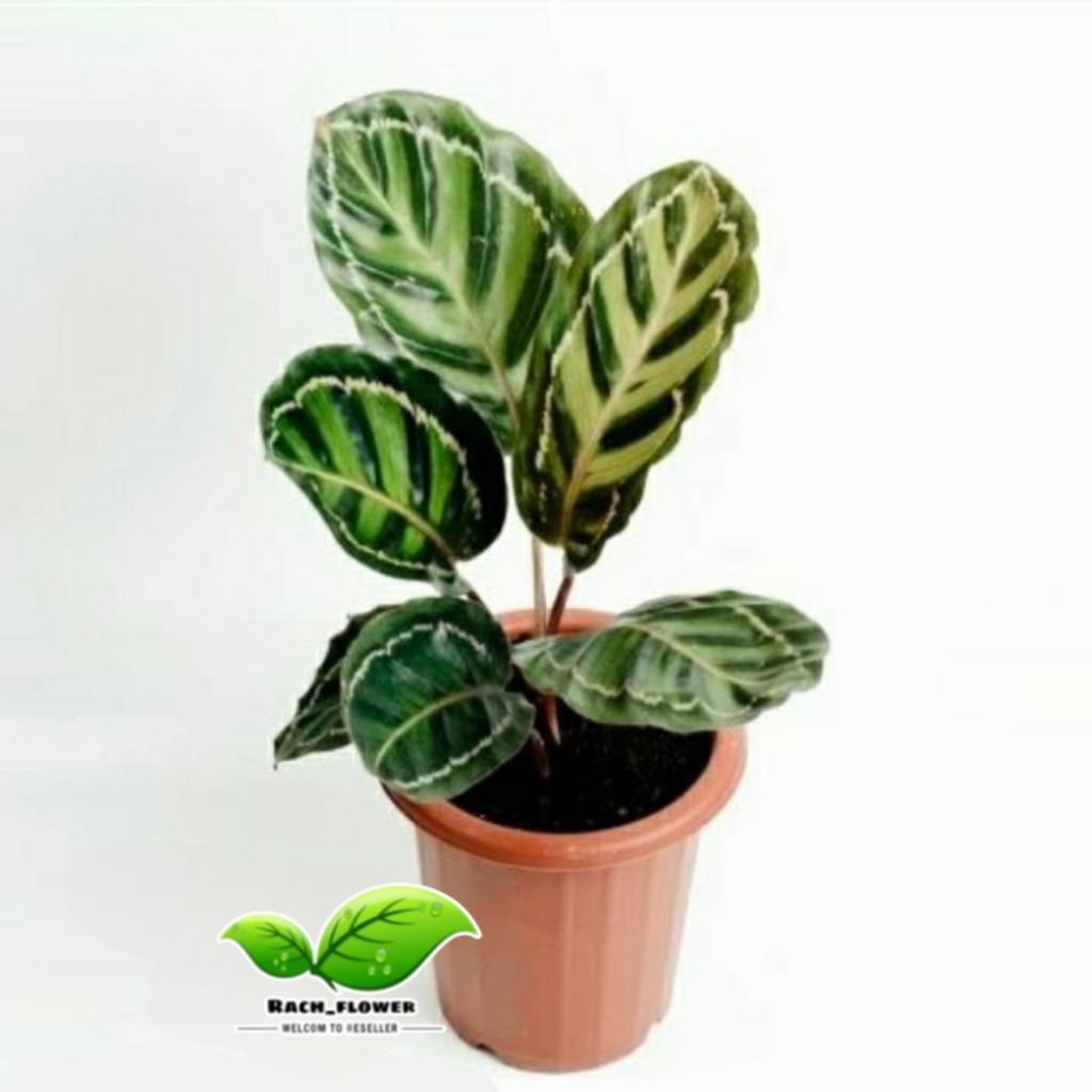 Tanaman calathea linden - tanaman hias calathea roseopicta linden - calathea linden