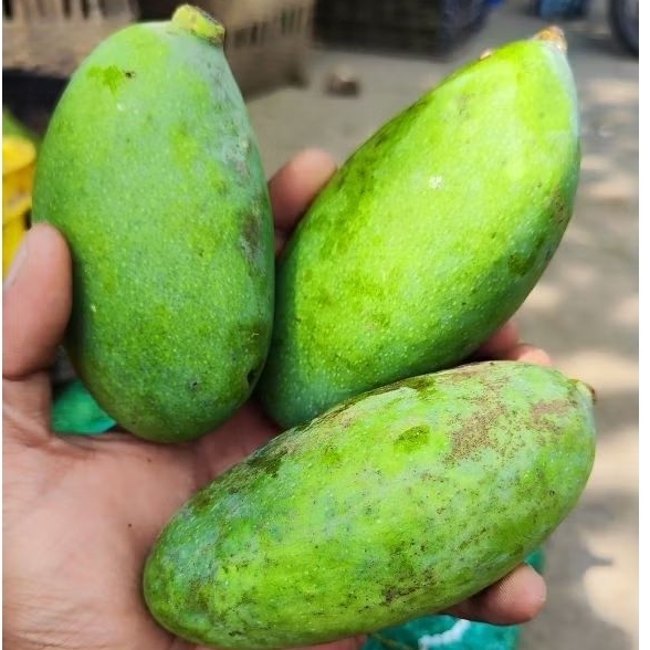 

Mangga Podang muda 3 buah 500 gram fresh masam untuk yg nyidam