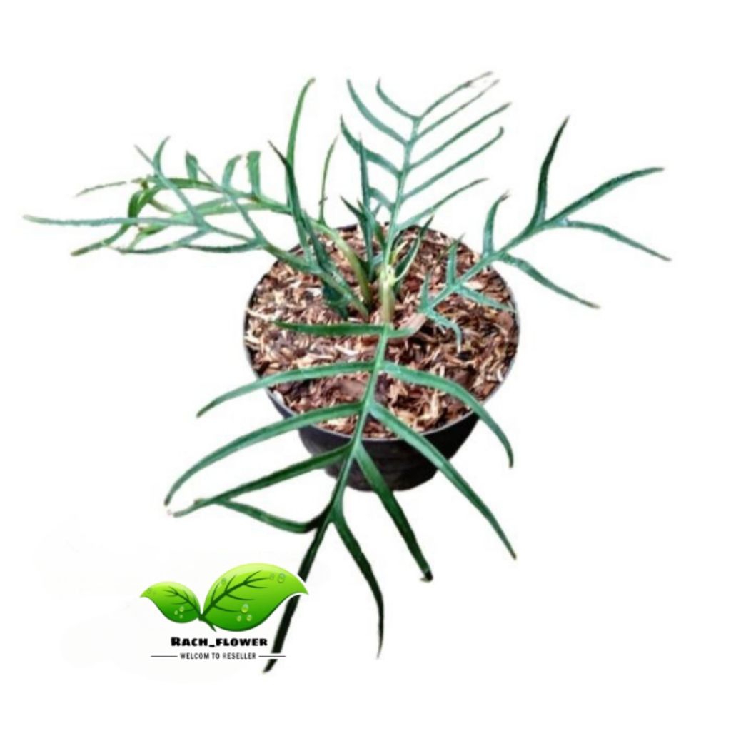 Tanaman hias philodendron tortum - philodendron pedatum tortum