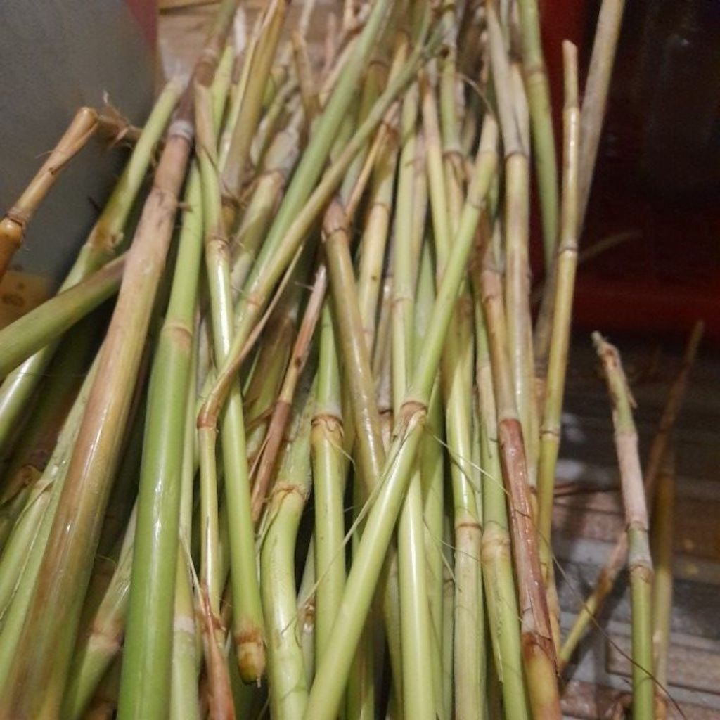 

ALANG-ALANG SEGAR – HERBAL ALAMI