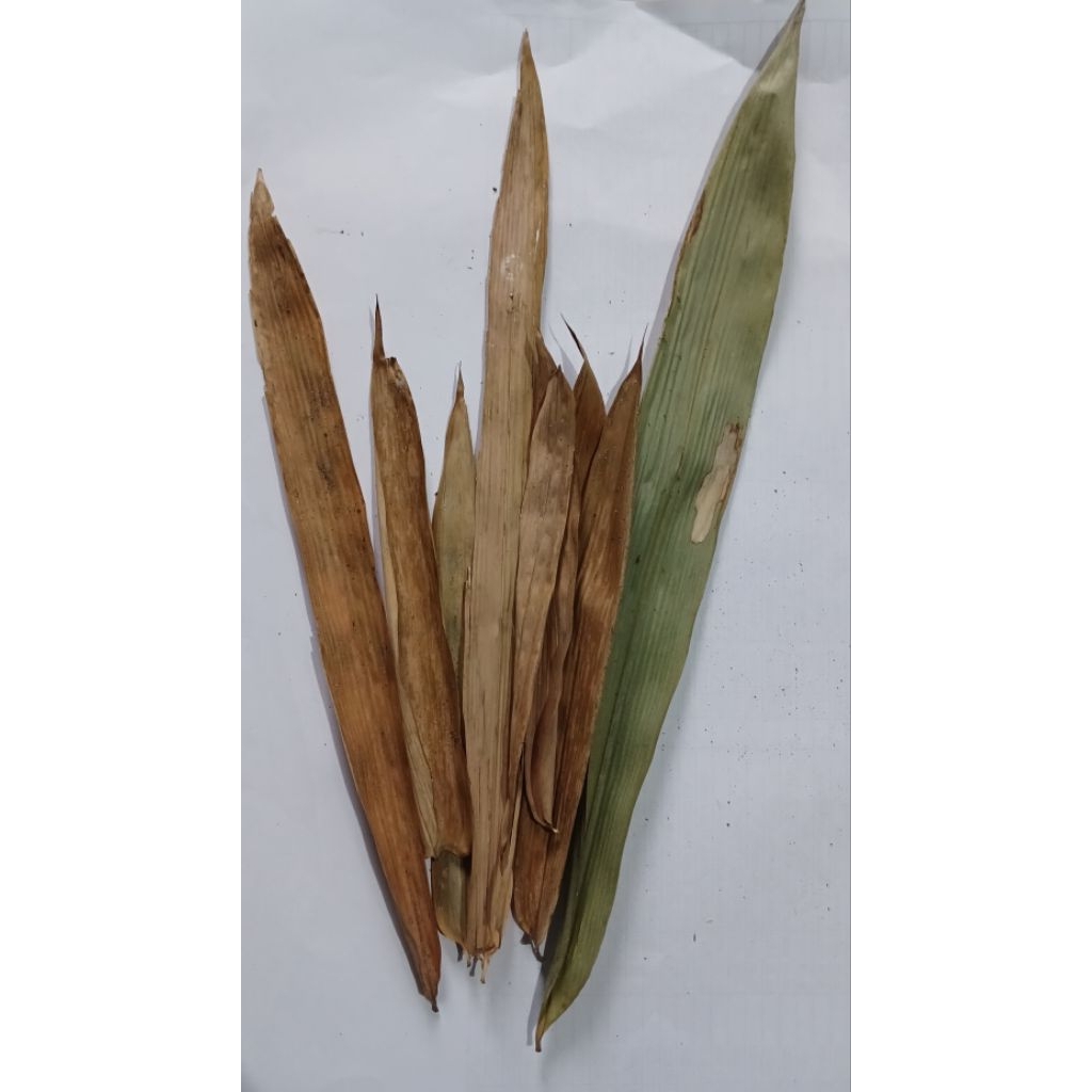 

DAUN BAMBU KERING UNTUK KERAJINAN