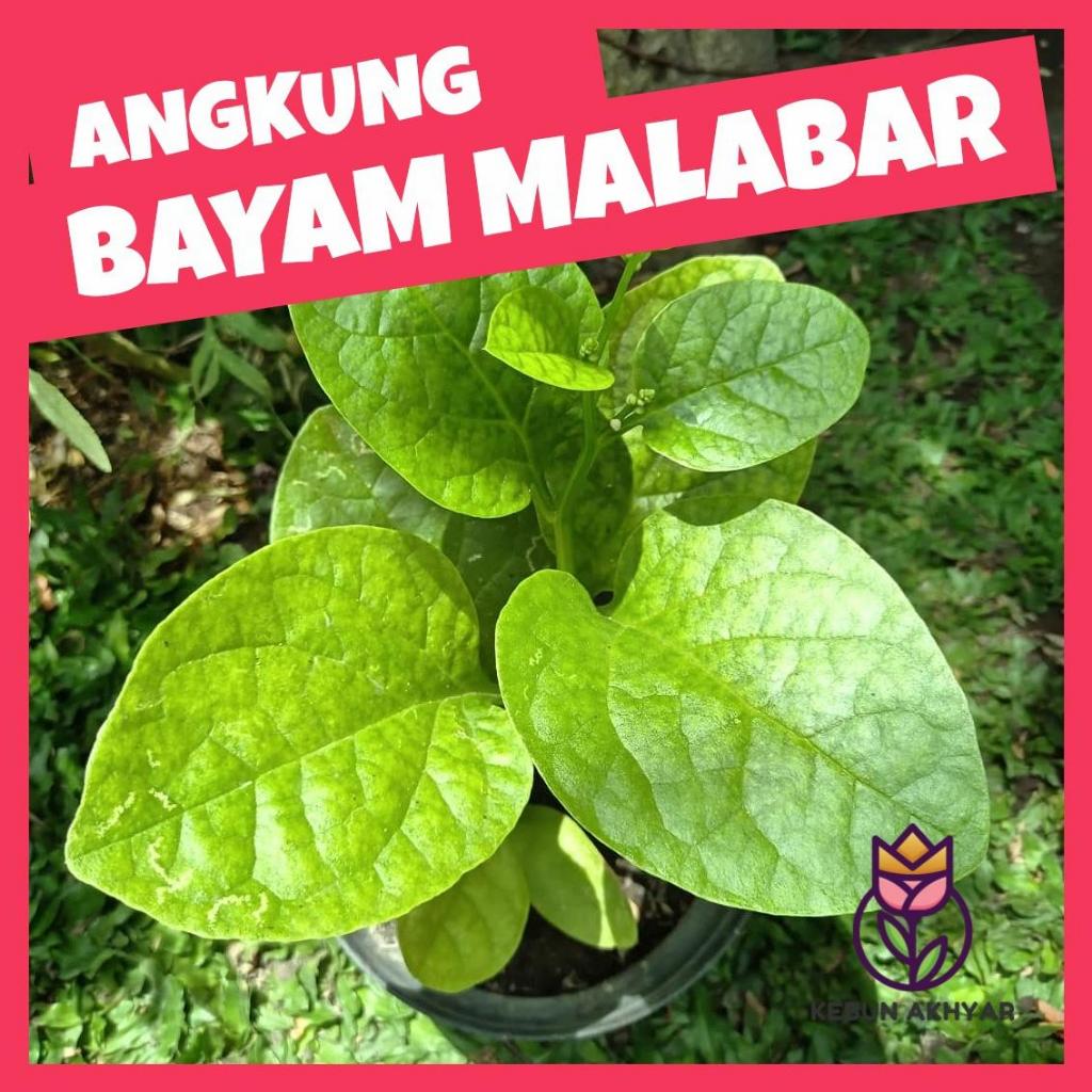 Angkung Bibit Tanaman Herbal Bayam Malabar Daun Angkung Anggong
