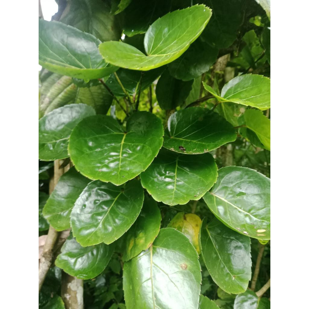 

Daun mangkokan segar 100g