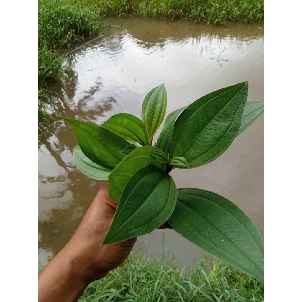 

Daun harendong segar/tanaman harendong senggani 500 gram
